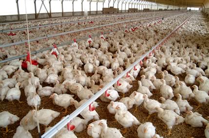 最强兵王女主,伊藤的初体验,小学生热爱祖国画